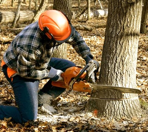 Tree Removal in West Stewartstown, NH